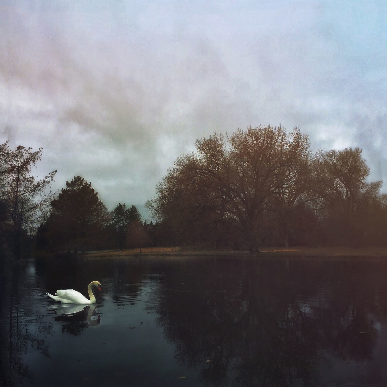 water, lake, tree, reflection, sky, tranquil scene, tranquility, bird, animal themes, waterfront, scenics, beauty in nature, nature, wildlife, cloud - sky, animals in the wild, cloudy, bare tree, river, outdoors