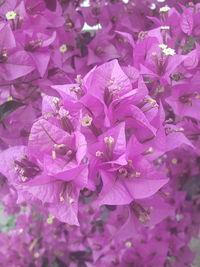 Close-up of purple bougainvillea flowers