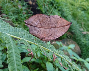 Close-up of dry leaves on land