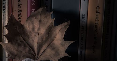 Close-up of dry leaf against books