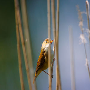 A small reed warbler sitting on a reed