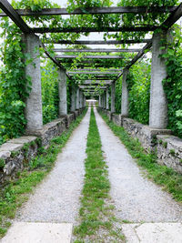 Empty road along trees and plants