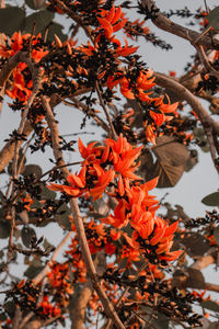 Close-up of orange flowers on tree during autumn