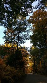 Trees in forest