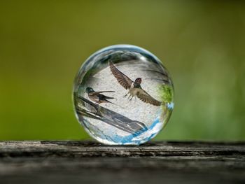 Close-up of crystal ball reflecting birds on table