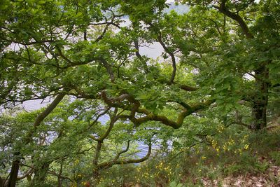 Low angle view of trees in forest