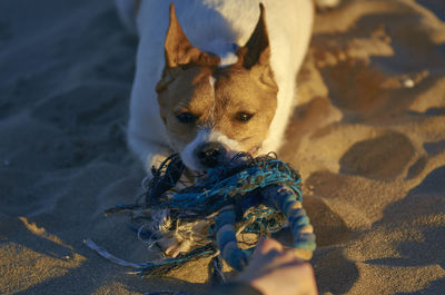 High angle view of dog on beach