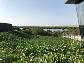 Scenic view of field against clear sky