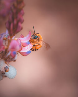 Bee collecting nectar on pink flowers. honey bee in flight over blooming wildflowers