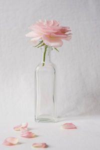 A single rose in a glass bottle on white table