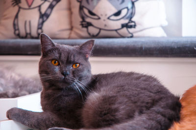 Close-up portrait of a cat