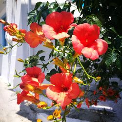 Close-up of flowers blooming outdoors