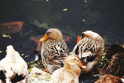 High angle view of mallard ducks by pond