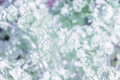 Close-up of flower tree