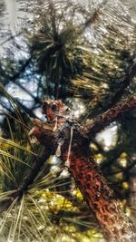 Close-up of insect on branch