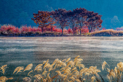 Trees on field against sky during autumn