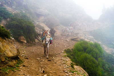 Young woman riding horse