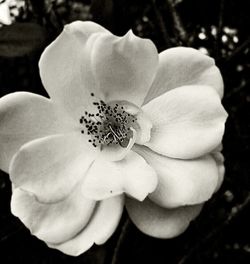 Close-up of flower blooming outdoors