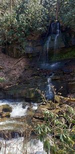 Scenic view of stream in forest