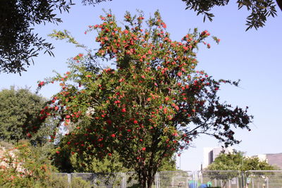 Low angle view of flowering tree by building against clear sky