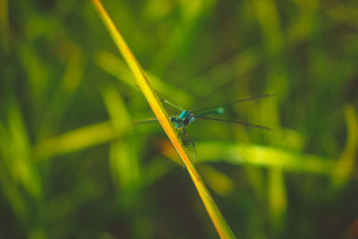 Close-up of insect on grass