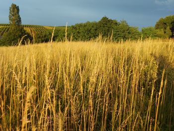 View of stalks in field against sky