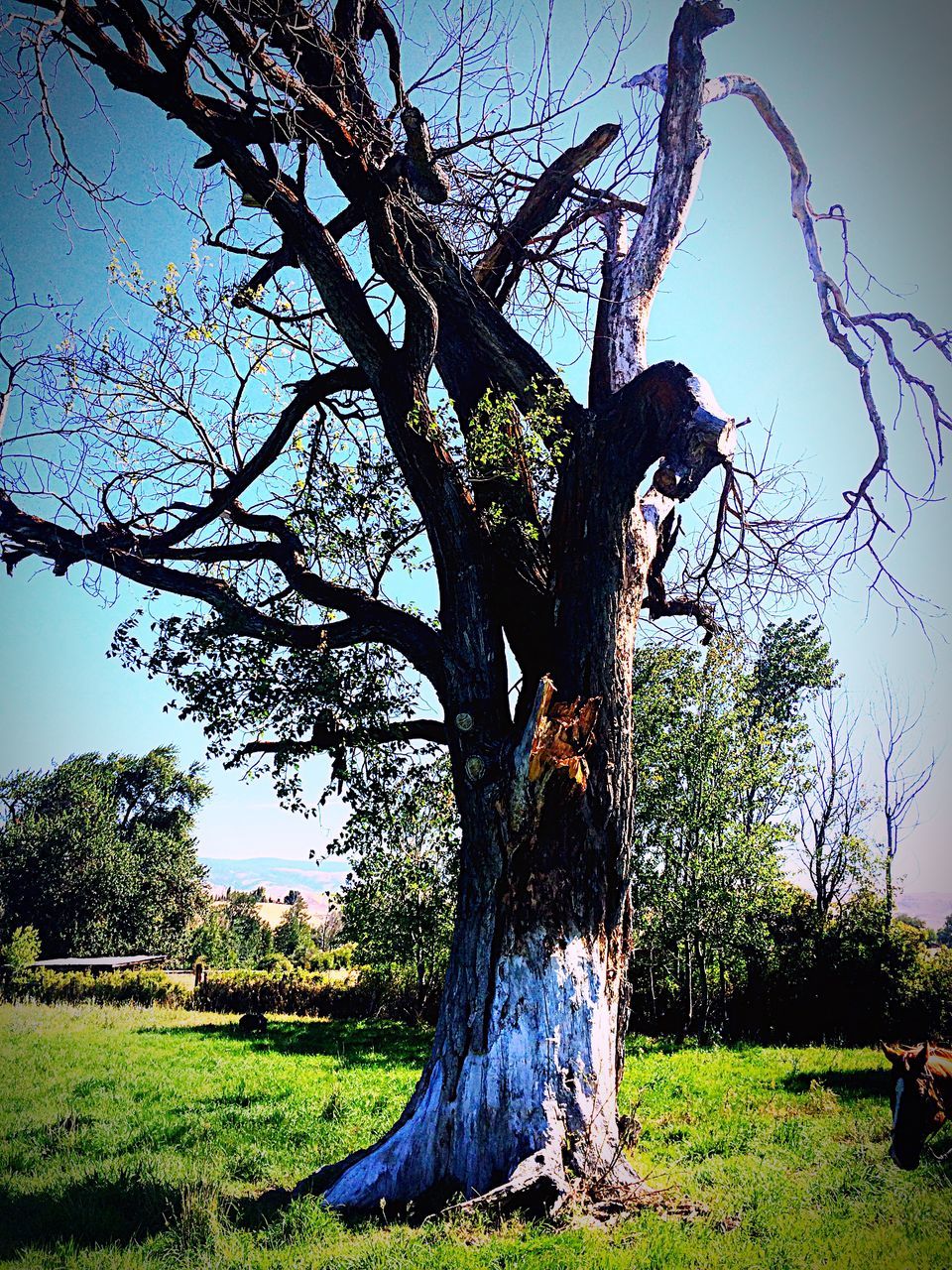 tree, grass, tree trunk, branch, growth, tranquility, tranquil scene, park - man made space, clear sky, field, sunlight, nature, beauty in nature, scenics, green color, solitude, day, grassy, lawn, blue, remote, park, outdoors, garden, non-urban scene, countryside, growing, tourism