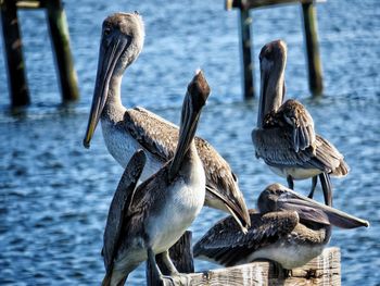 Flock of birds in lake