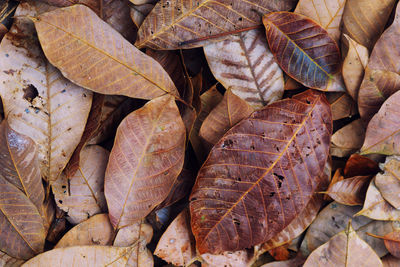Full frame shot of dried leaves