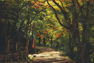 Road amidst trees in forest during autumn