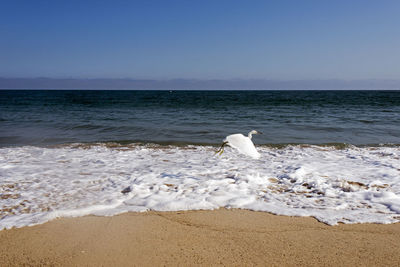 A flying seagull over the waves in the ocean in malibu, los angeles, usa in summertime