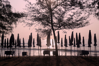 Silhouette trees on wooden posts at beach against sky