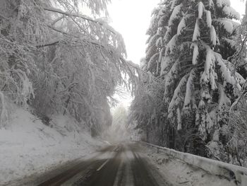 Road amidst trees during winter