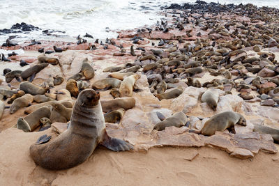 High angle view of seals on rocks at beach