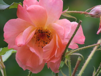 Close-up of pink rose