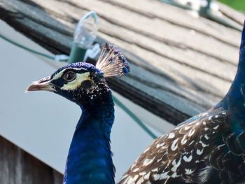 Close-up of a peacock