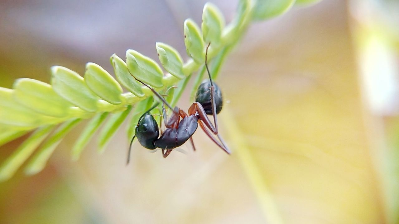 INSECT ON PLANT