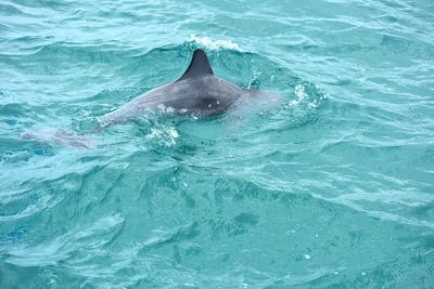 View of dolphin swimming in sea