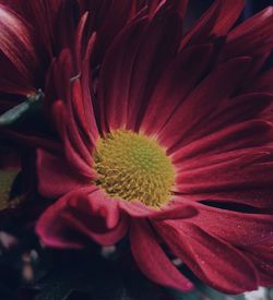 Full frame shot of red rose flower