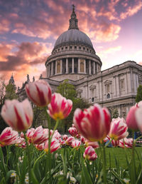 View of pink tulips against cloudy sky