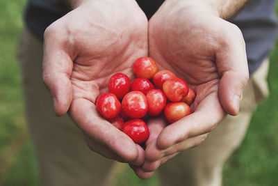 Cropped hands of man holding cherry tomatoes