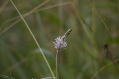 Close-up of butterfly on purple flower on field
