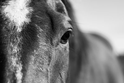 Close-up of a horse