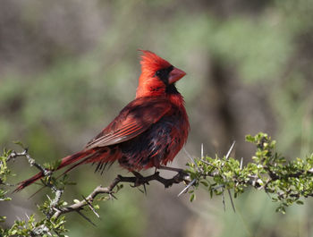 Bird perching on a branch