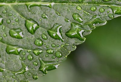 Close-up of wet leaf