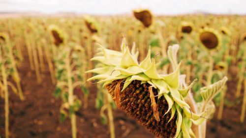 Close-up of crops on field