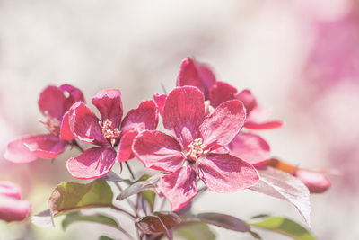 Close-up of pink flowers blooming outdoors