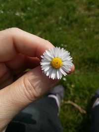 Close-up of hand holding daisy flower