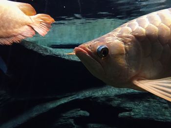 Close-up of hand holding fish in water