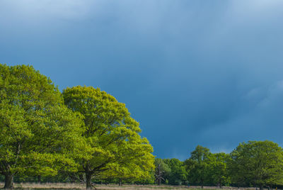 Low angle view of trees against sky